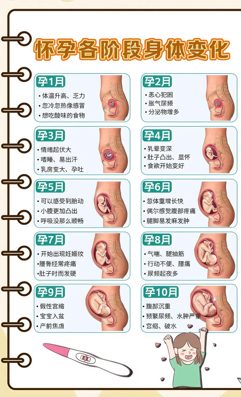 揭秘供卵代孕妈妈怀孕小腹分两节，孕期变化的奥秘内江代生机构: